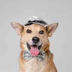 可爱的狗穿他弓领带高质量照片