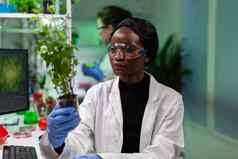 非洲美国生物学家研究员持有基因修改树苗