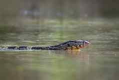 亚洲水监控varanus出来的游泳河动物爬行动物