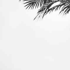 黑暗影子棕榈叶子白色背景高质量照片