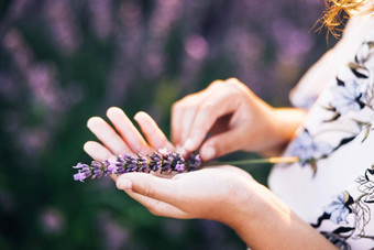 女人的手持有小<strong>薰衣草</strong>花束女孩花束<strong>薰衣草</strong>场<strong>薰衣草</strong>灌木特写镜头日落日落线紫色的花<strong>薰衣草</strong>普罗旺斯地区法国