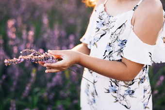 孩子收获<strong>薰衣草</strong>手女人的手持有小<strong>薰衣草</strong>花束孩子手触碰<strong>薰衣草</strong>感觉自然婴儿玩<strong>薰衣草</strong>草地场背景