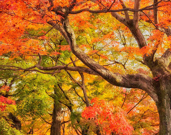 美丽的秋天世界图片