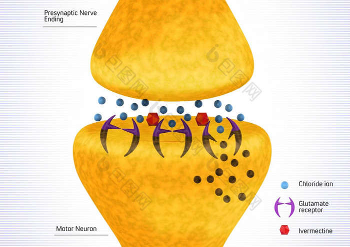 寄生神经突触抑制伊维菌素呈现插图