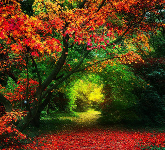 神奇的秋天的地方世界
