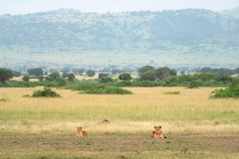 骄傲狮子女王伊丽莎白国家公园乌干达