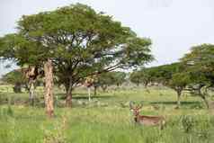 法法萨非洲大羚羊科布斯法法萨