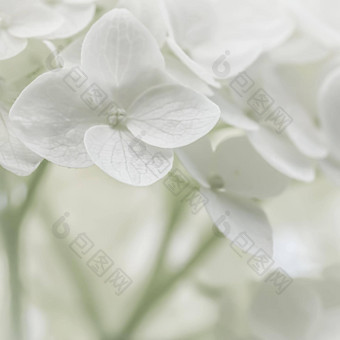 背景白色花绣球花绣球花开花