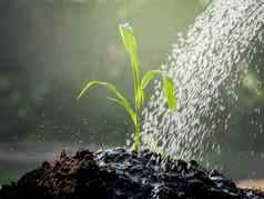 手浇水年轻的植物日益增长的发芽肥沃的土壤浇水日落背景