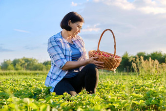 农场场草莓女人挑选浆果篮子