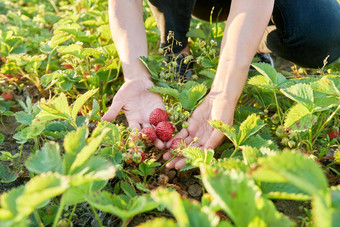 收获自然<strong>环保</strong>草莓浆果植物首页花园