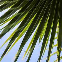 棕榈叶子蓝色的天空背景夏季