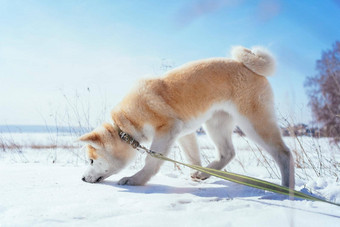 秋田犬犬儒小狗绿色皮带雪场嗅探雪