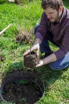 园丁持有手幼苗树根覆盖地球植物准备洞
