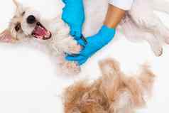 梳理过程兽医诊所女孩白色外套蓝色的手套进行plucking-trimming肚子杰克罗素梗小狗