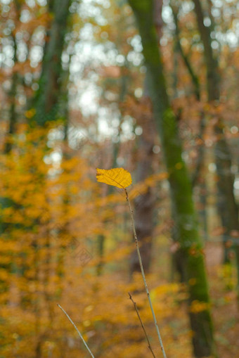 秋天的黄色的叶宏摄影复制空间美丽的秋天的金森林背景秋天时间自然概念色彩斑斓的温暖的秋天季节