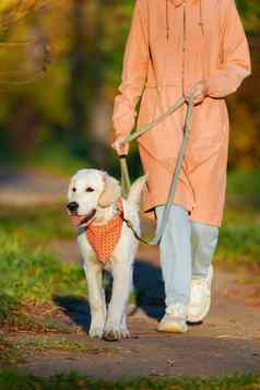 人类粉红色的雨衣领导金寻回犬小狗明亮的橙色大手帕
