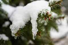 一年圣诞节问候卡自然装饰新鲜的空气享受自然假期未来雪冬天活动复制空间广告冬天季节