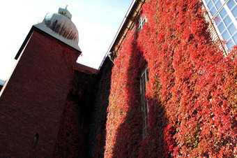 房子装饰艾薇外观<strong>墙</strong>房子隐藏的黑暗<strong>红色</strong>的秋天叶子自然秋天概念设计
