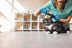 检查年轻的女兽医工作统一的检查耳朵健康大黑色的猫特殊的工具兽医诊所