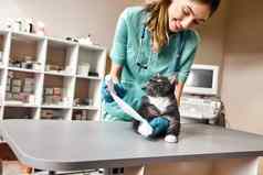 完整的信任积极的女兽医用绷带包扎爪子大黑色的猫说谎表格兽医诊所宠物护理概念