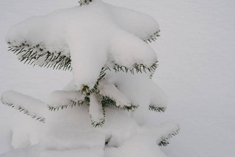 云杉覆盖雪自然冬天背景