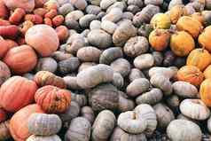 很多巨大的迷你装饰南瓜农场市场感恩节假期季节万圣节装饰秋天harvers秋天自然纹理橙色背景