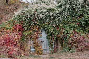 房子装饰艾薇外观墙房子隐藏的黑暗红色的秋天叶子自然秋天概念设计