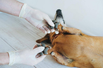 狗品种达克斯猎犬接待兽医诊所