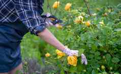 园丁削减分支黄色的玫瑰