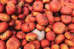 很多巨大的迷你装饰南瓜农场市场感恩节假期季节万圣节装饰秋天harvers秋天自然纹理橙色背景