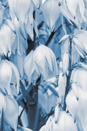 植物背景精致的白色花特写镜头