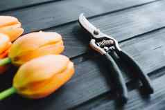 新鲜减少橙色郁金香花园工具secateur