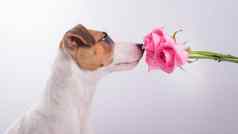 肖像有趣的狗杰克罗素梗嗅探花束玫瑰白色背景