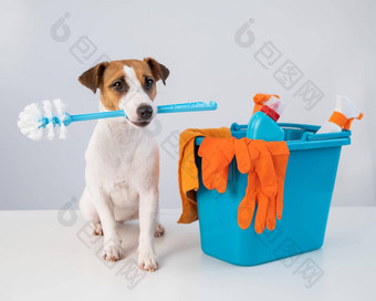 清洁产品桶狗持有厕所。。。刷白色背景