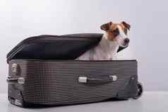 狗隐藏手提箱白色背景杰克罗素梗开业后行李袋