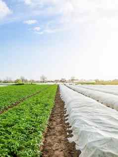 行土豆灌木种植园agrofibre开放空气硬化植物晚些时候春天温室效果保护agroindustry农业日益增长的作物冷早期季节