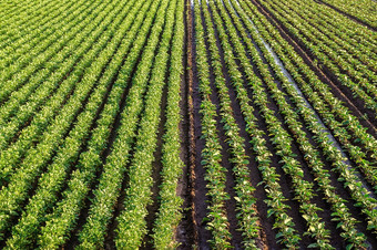 景观农场场种植园土豆茄子灌木表面重灌溉系统agroindustry农业综合企业农业空中视图美丽的农村农田日益增长的食物