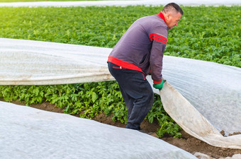 男人。删除agrofibre土豆植物温室效果保护agroindustry农业日益增长的作物冷早期季节作物保护低温度风