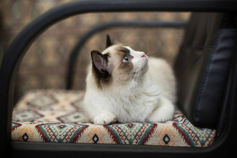 美丽的年轻的白色纯种布偶猫猫蓝色的眼睛