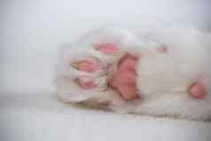 猫的爪子粉红色的垫光背景