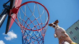 底视图杰克罗素梗狗得分目标篮球篮子蓝色的天空背景