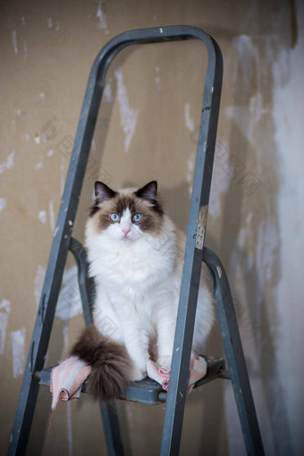 可爱的国内布偶猫猫建设梯