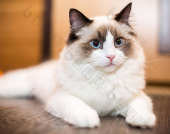 美丽的年轻的白色纯种布偶猫猫蓝色的眼睛