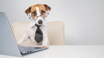 狗杰克罗素梗眼镜领带坐在桌子上作品电脑白色背景幽默的描述老板宠物