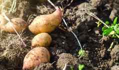 新鲜挖土豆谎言宽松的土壤收获园艺农业新鲜的有机蔬菜生态农业食物产品农业生产农业综合企业收获运动