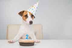 杰克罗素梗节日帽馅饼蜡烛白色背景狗庆祝生日