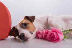 可爱的狗谎言心形的盒子持有花束粉红色的玫瑰白色背景情人节一天礼物