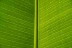 纹理绿色叶子香蕉棕榈环保背景异国情调的叶子复制空间