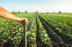 农民持有手铲背景茄子种植园场检查结果硬物理劳动农业农田日益增长的食物出售家庭农场